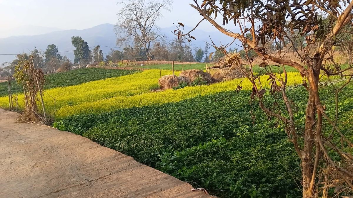 कोदारमा नगदेबालीतर्फ किसानको आकर्षण बढ्दो