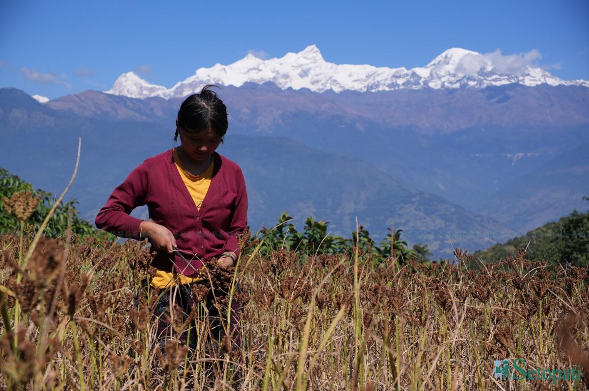 kodo-gorkha-(1)-1792897314.jpeg