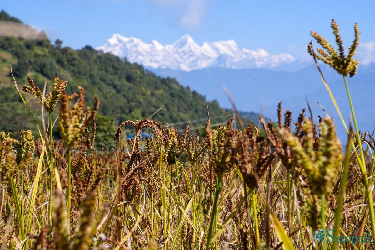 kodo-gorkha-(2)-1792897314.jpeg