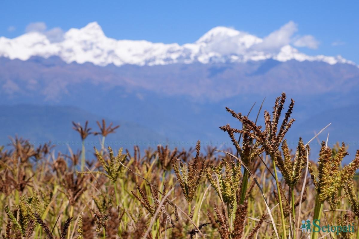 kodo-gorkha-(4)-1792897314.jpeg