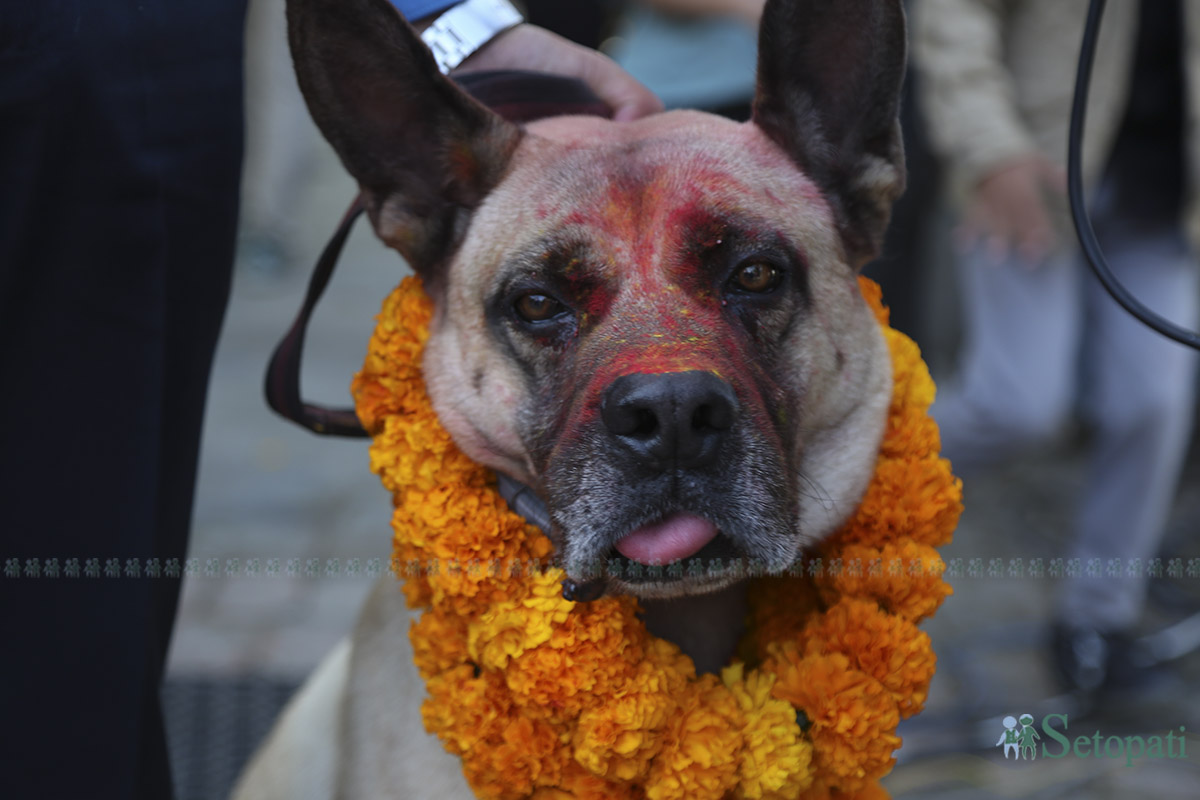 kukur-tihar--(1)-1760936758.jpg