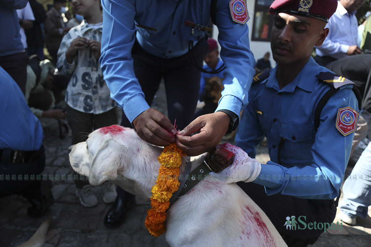 kukur-tihar--(11)-1760936761.jpg
