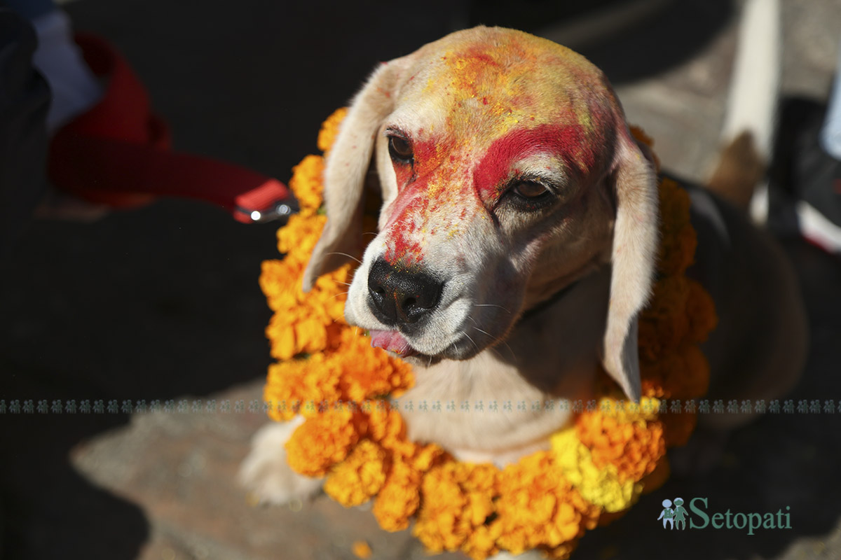 kukur-tihar--(12)-1760936761.jpg
