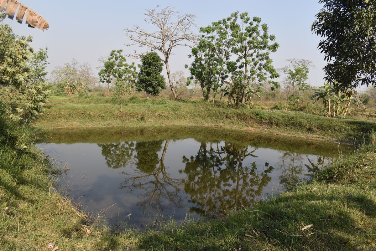 वन्यजन्तुले बाली सखाप पारेपछि किसानहरू लागे माछापालनमा