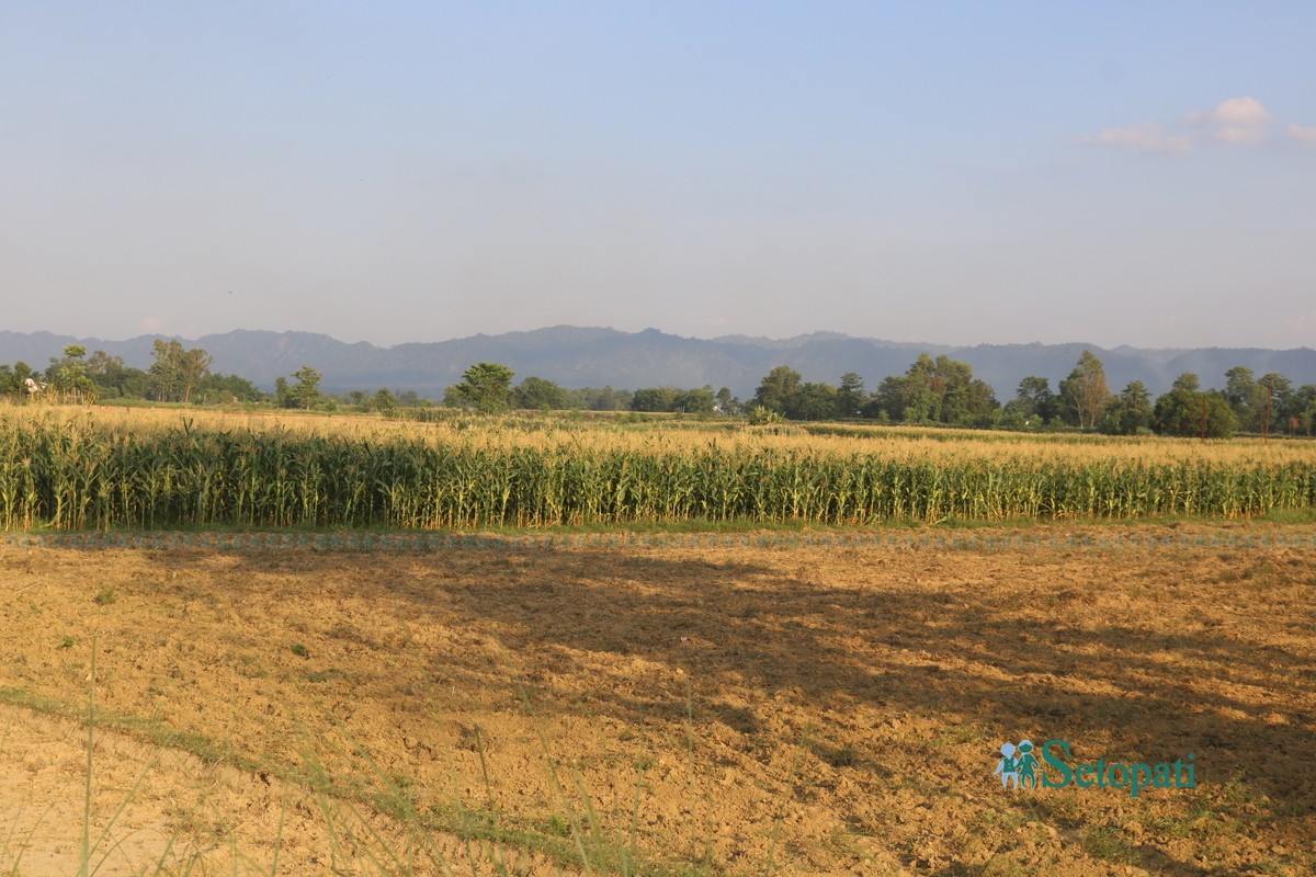 makai-kheti3-1750260422.jpg