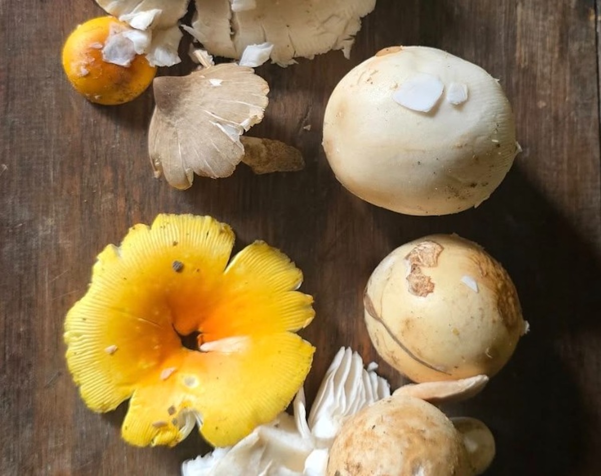 mushroom-by-Surendra-Phuyal5-1756665314.jpg
