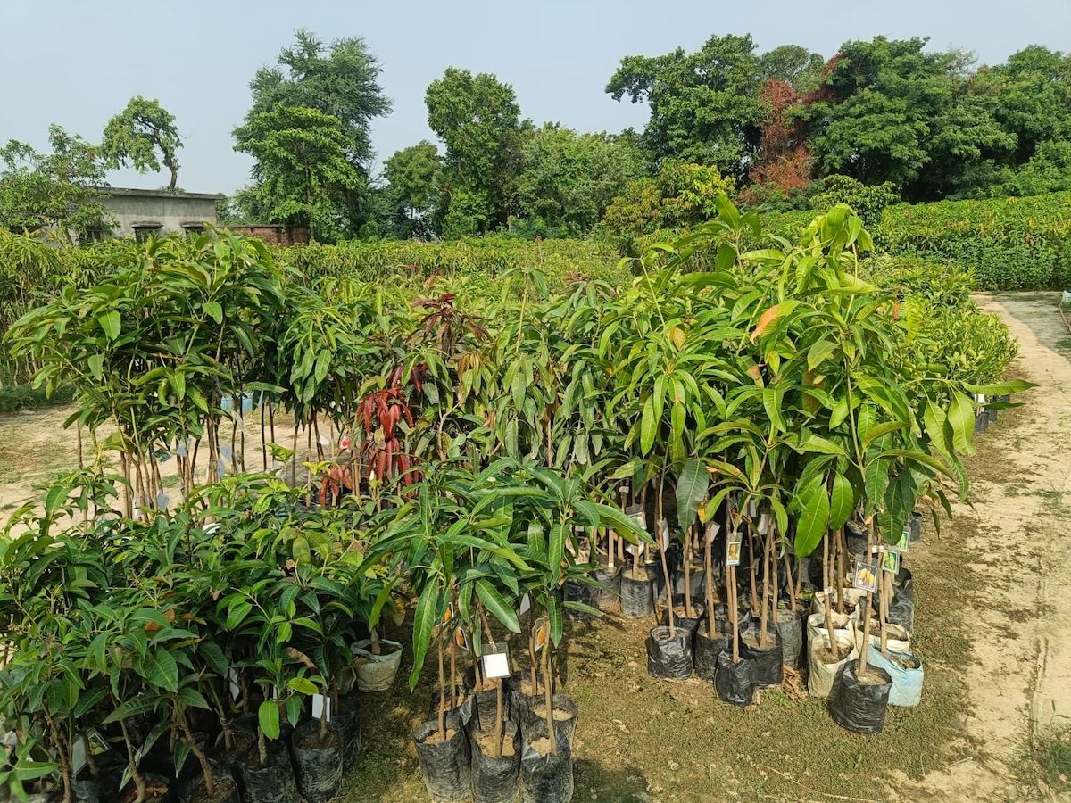 nursery1-1783443304.jpeg