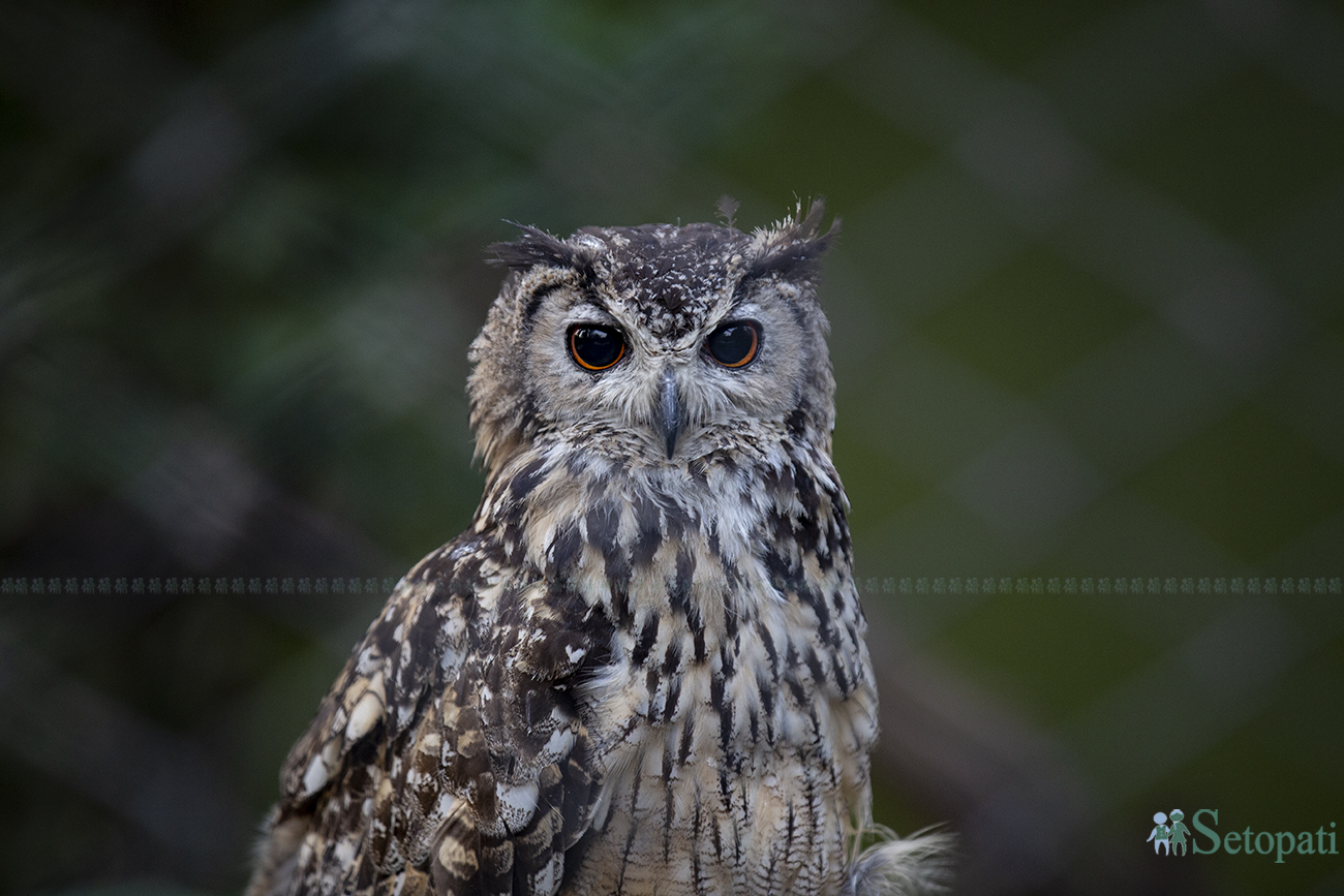 owl-1715098420.jpg