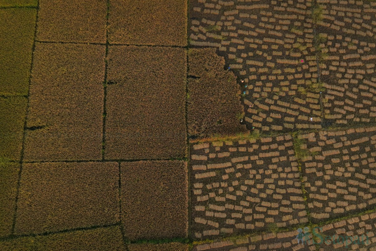 paddy-cutting-(1)-1760341263.jpg