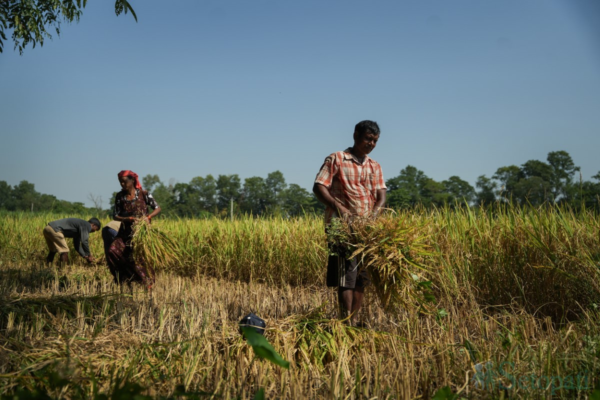 paddy-cutting-(10)-1760341267.jpg