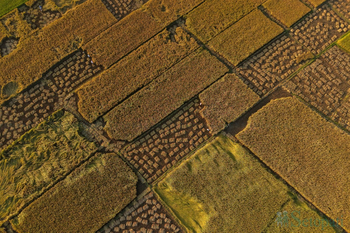 paddy-cutting-(11)-1760341268.jpg