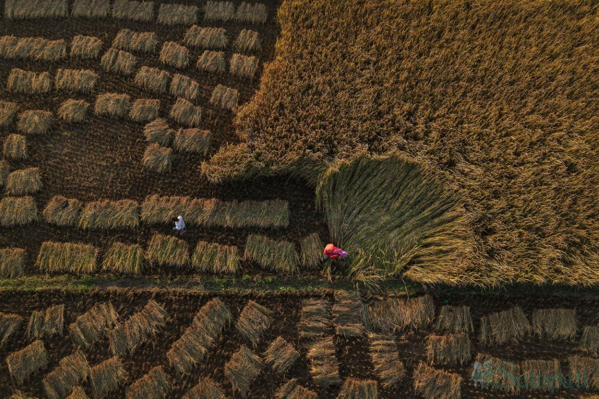 paddy-cutting-(12)-1760341268.jpg