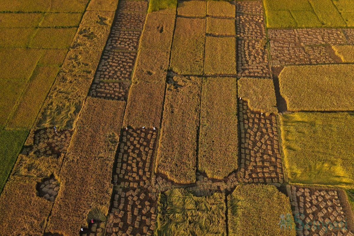 paddy-cutting-(13)-1760341269.jpg