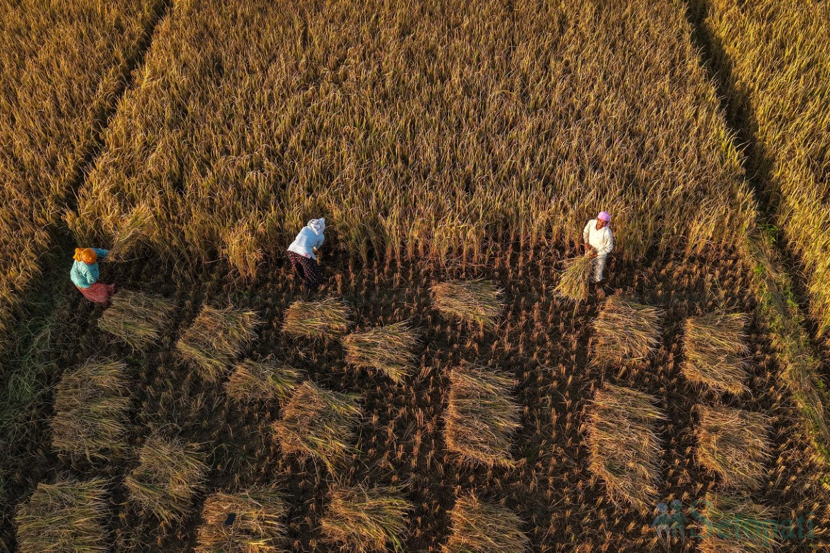 paddy-cutting-(14)-1760341269.jpg