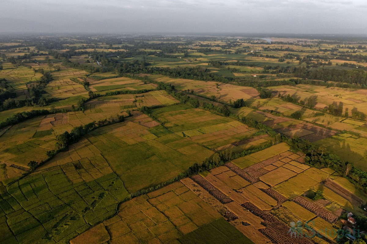 paddy-cutting-(15)-1760341270.jpg