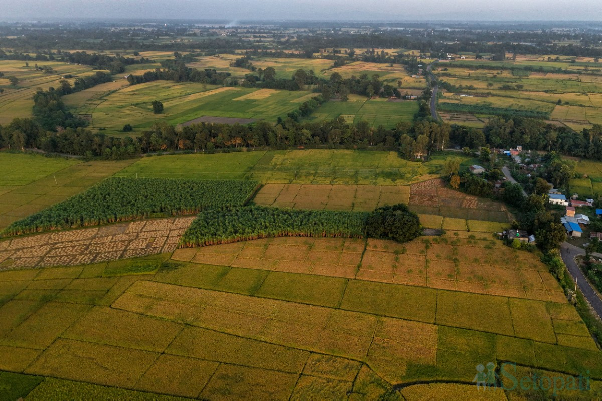 paddy-cutting-(16)-1760341270.jpg