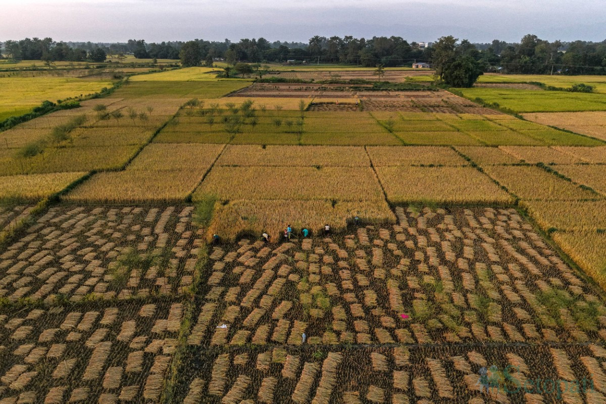 paddy-cutting-(2)-1760341263.jpg