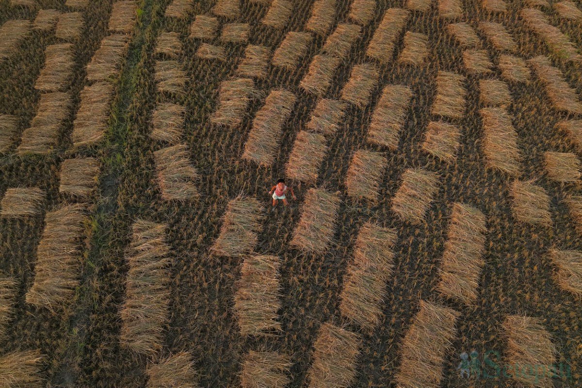 paddy-cutting-(3)-1760341264.jpg