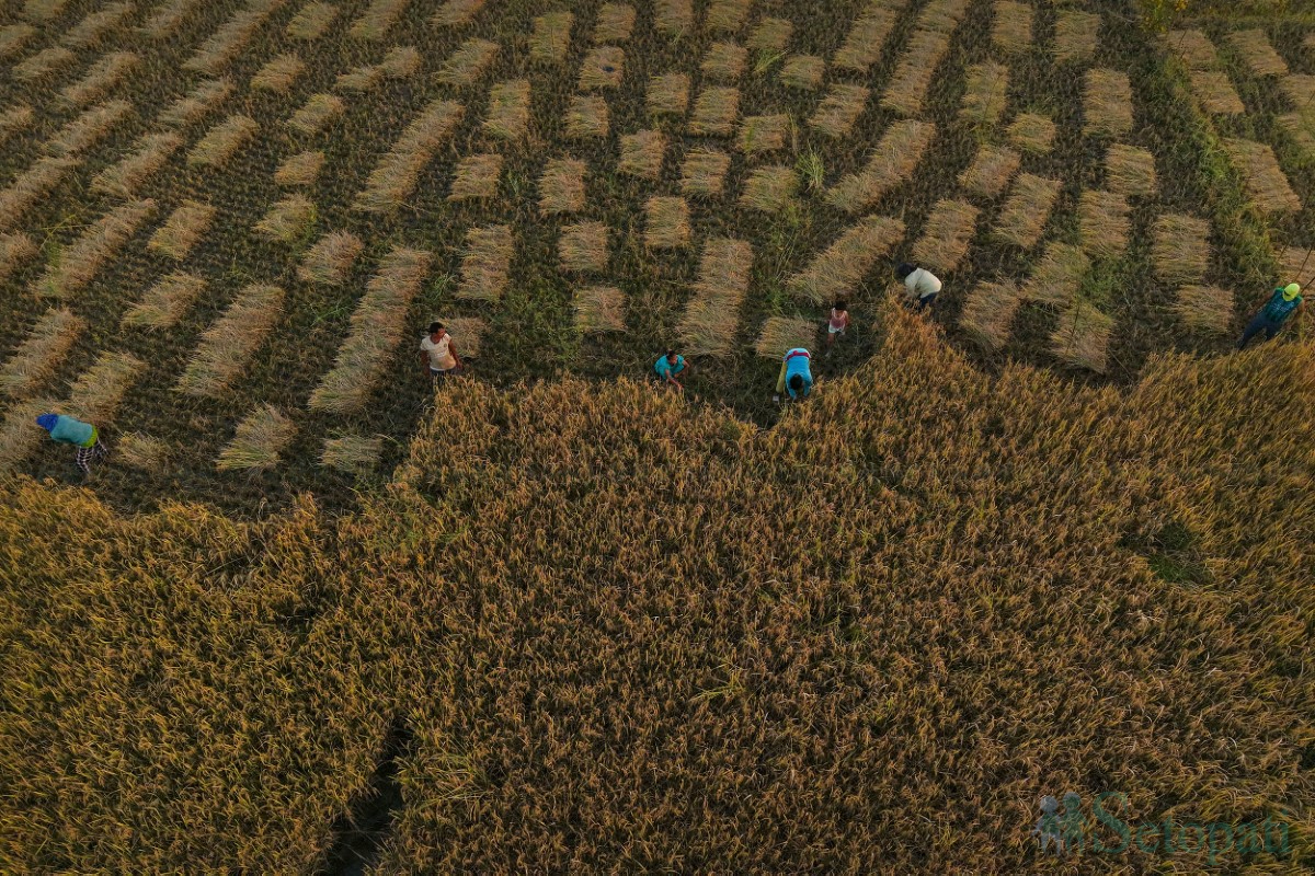 paddy-cutting-(4)-1760341264.jpg