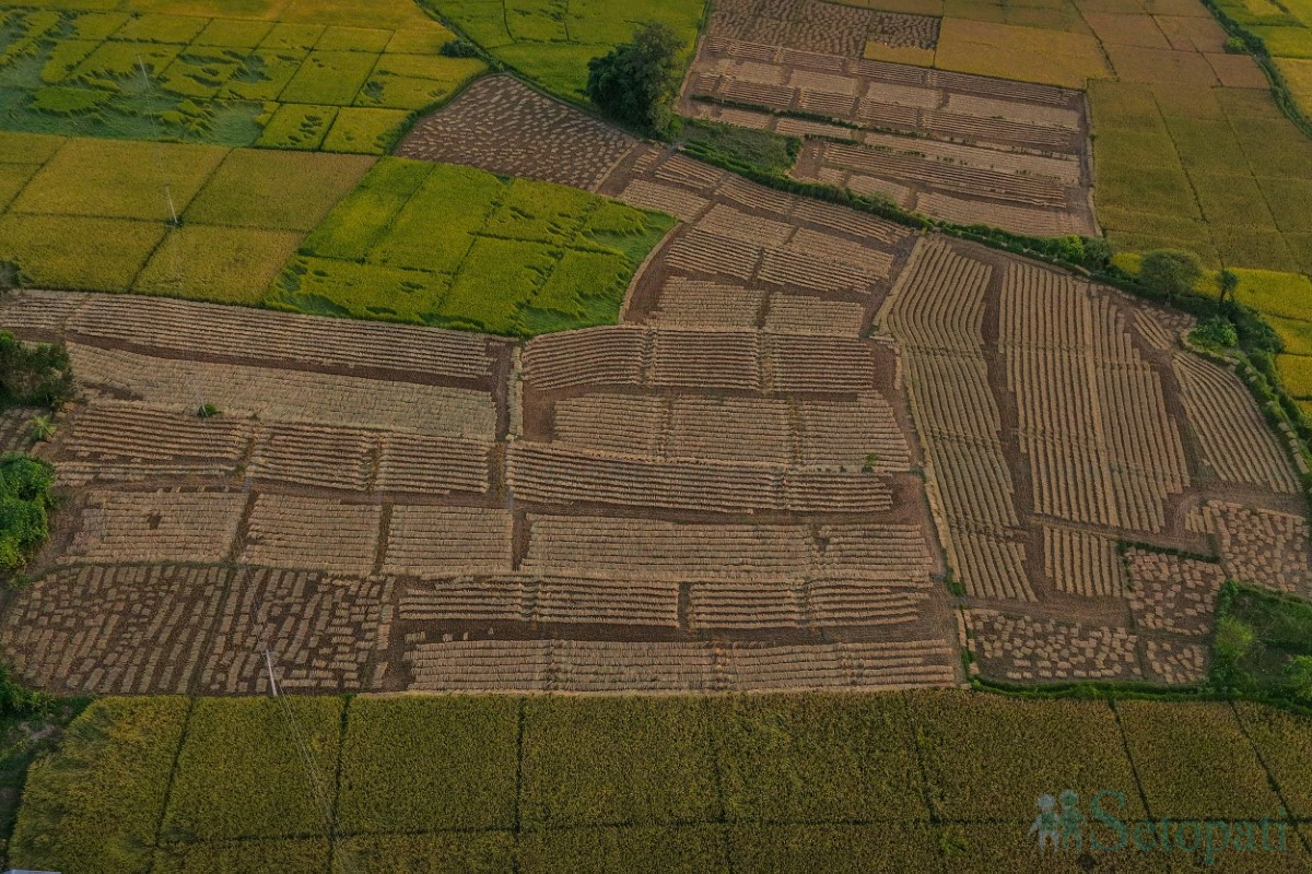 paddy-cutting-(5)-1760341265.jpg