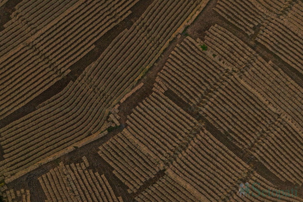 paddy-cutting-(6)-1760341265.jpg