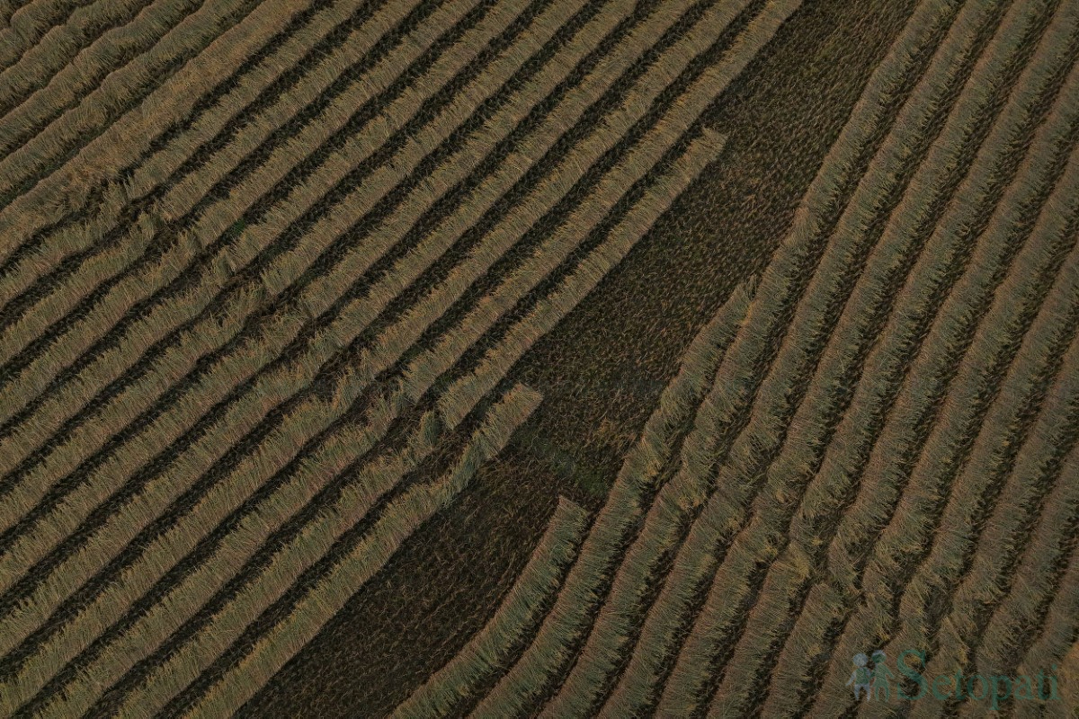 paddy-cutting-(7)-1760341266.jpg
