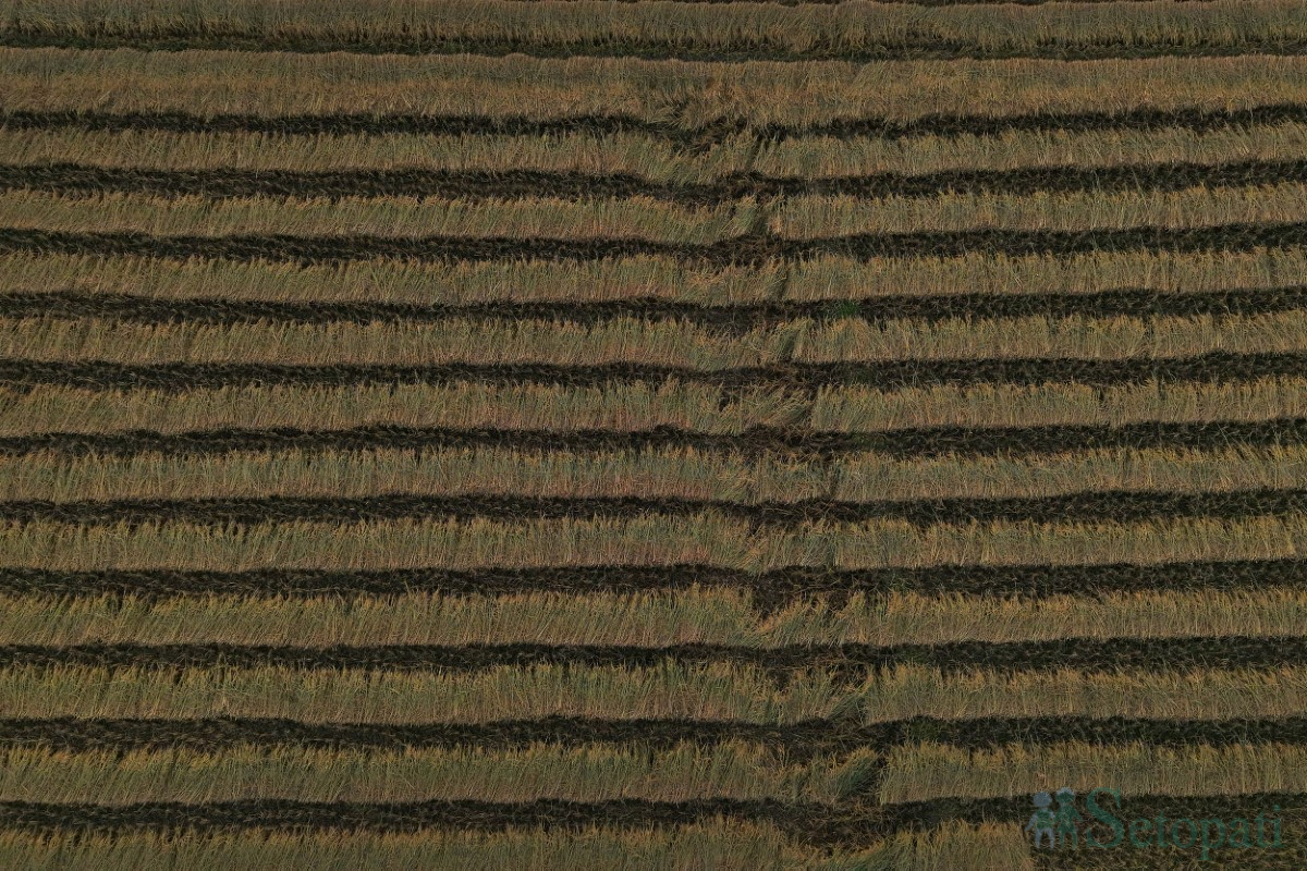 paddy-cutting-(8)-1760341266.jpg