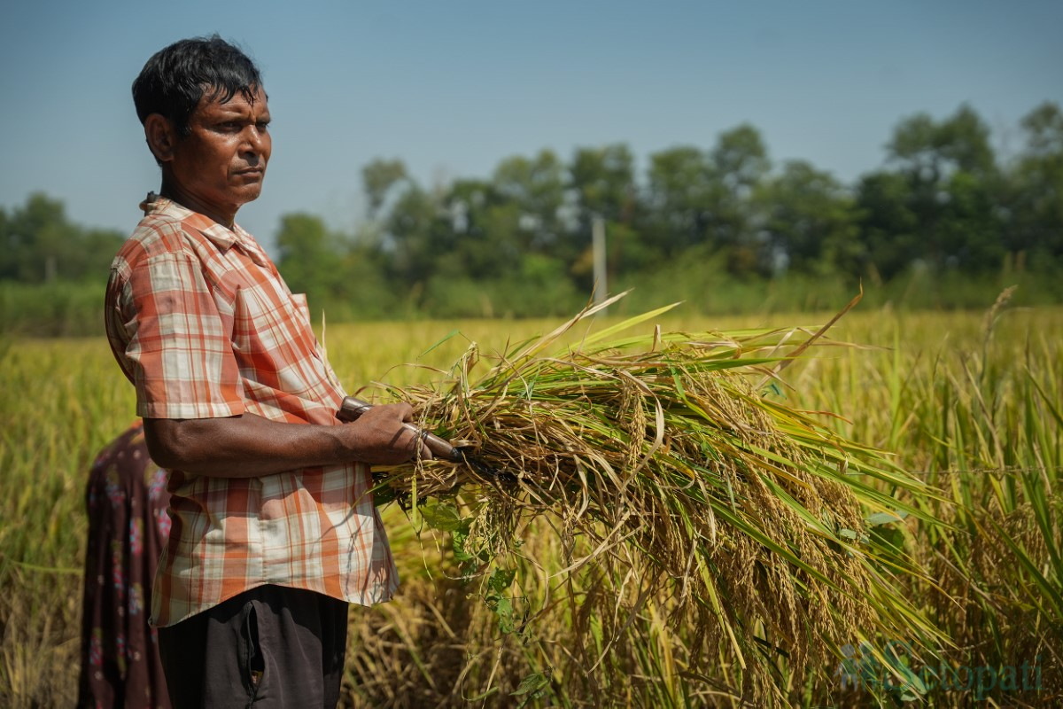 paddy-cutting-(9)-1760341266.jpg