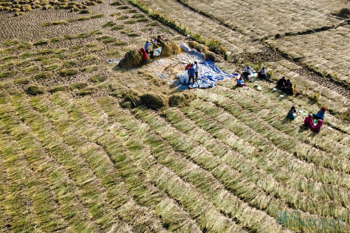 paddy-field-(1)-1792060669.jpg