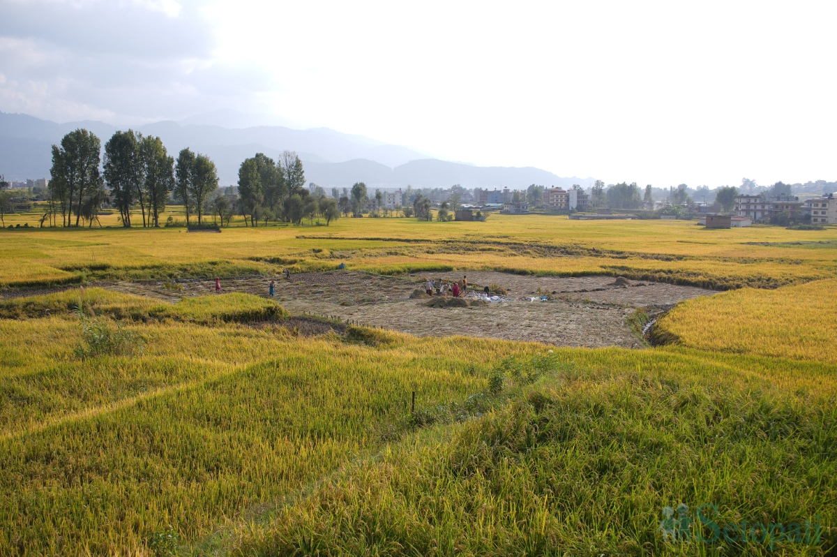 paddy-field-(10)-1792060671.jpg