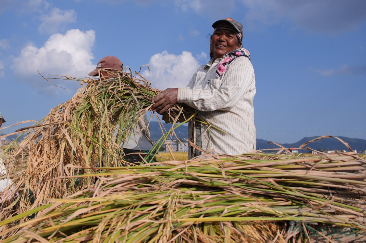 paddy-field-(13)-1792060672.jpg