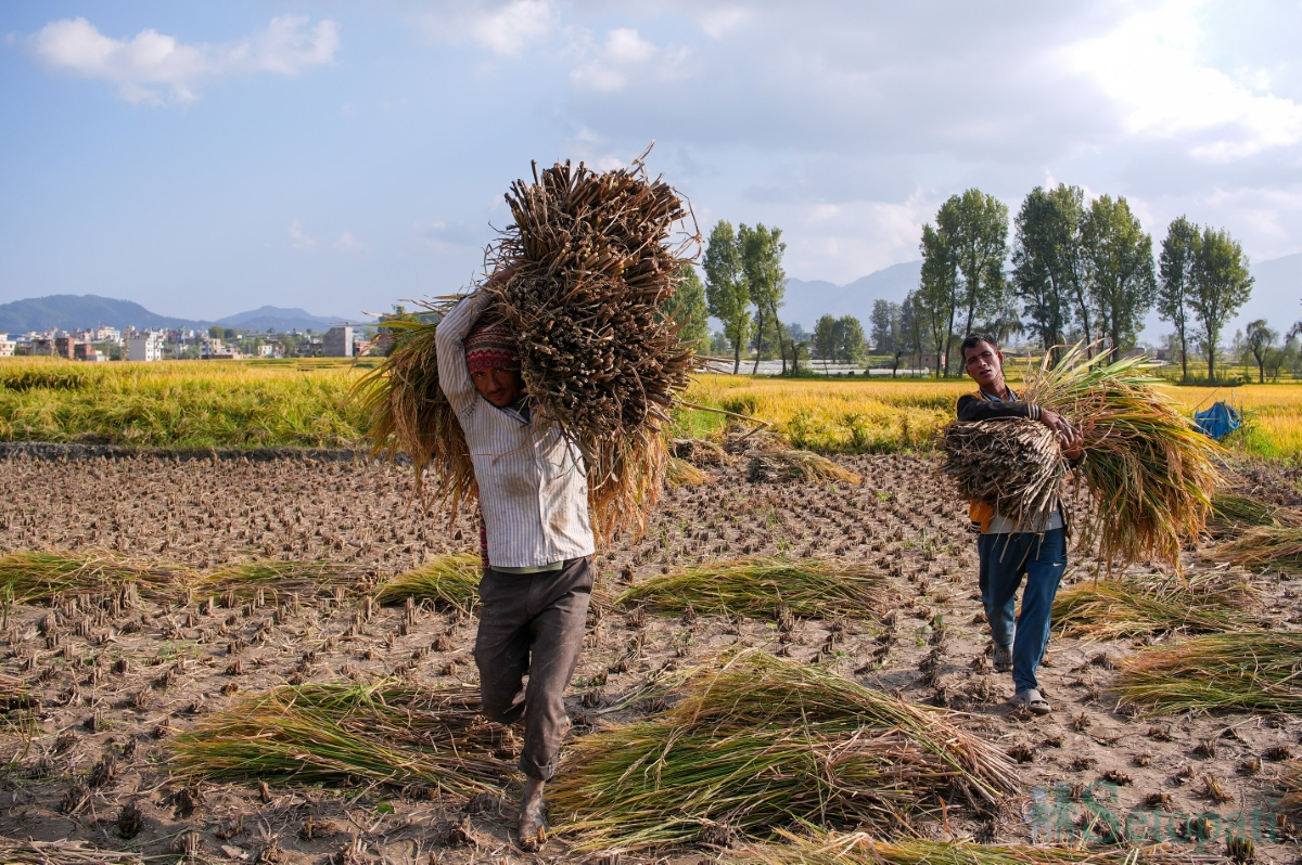 paddy-field-(14)-1792060672.jpg