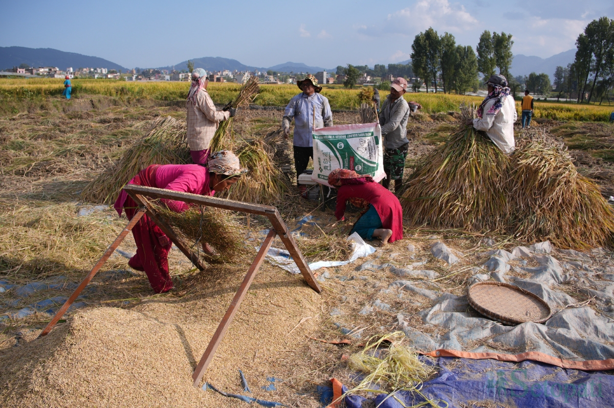 paddy-field-(15)-1792060673.jpg