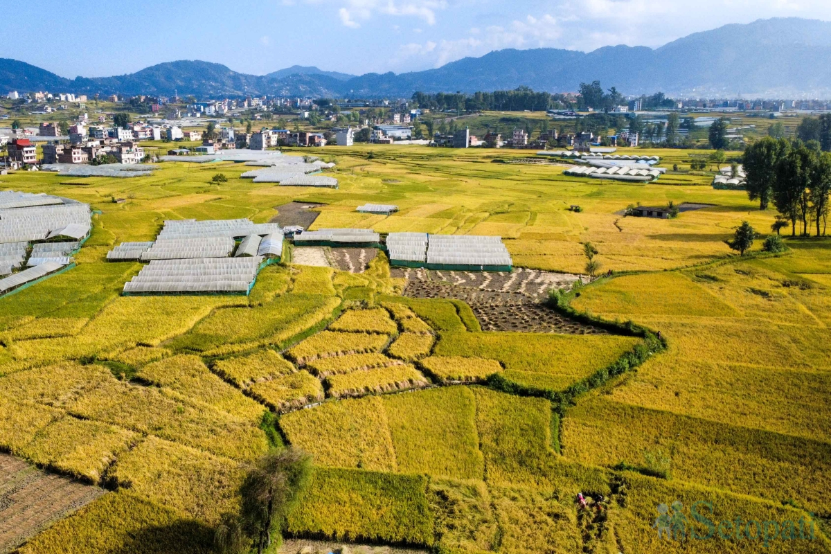 paddy-field-(2)-1792060669.jpg
