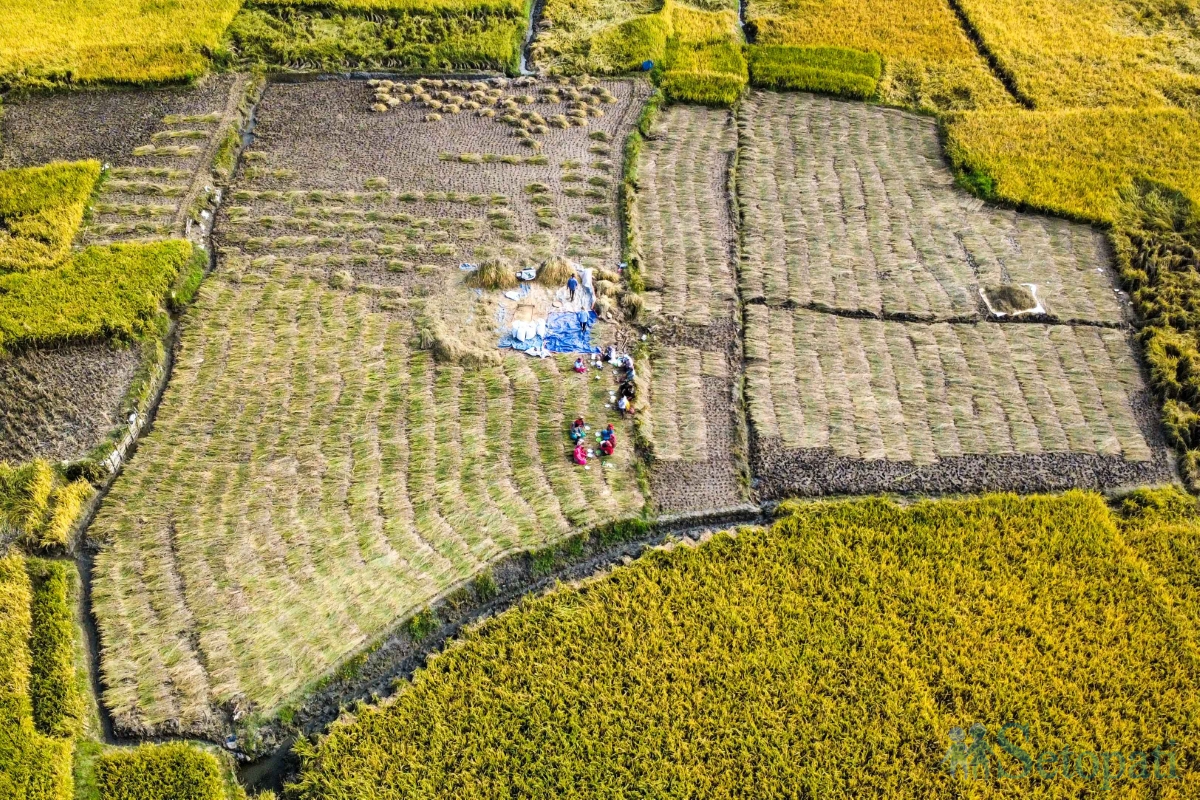 paddy-field-(3)-1792060669.jpg