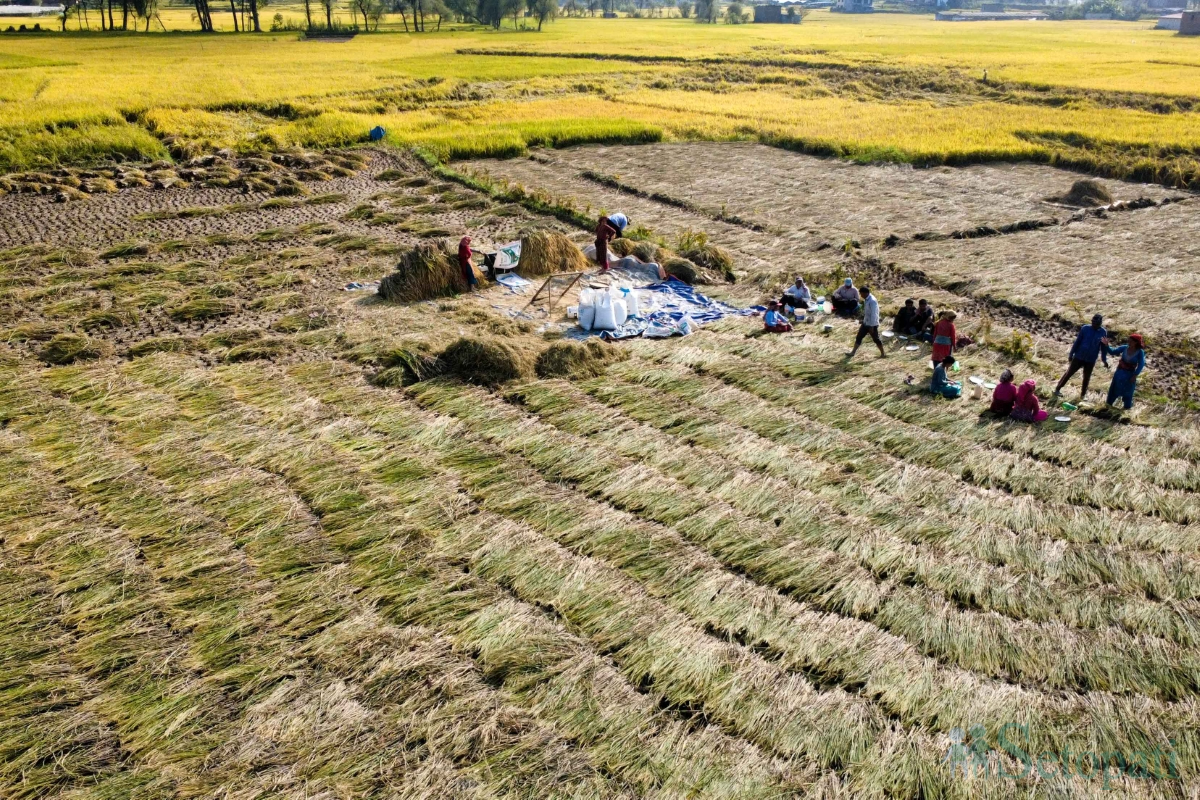 paddy-field-(4)-1792060669.jpg