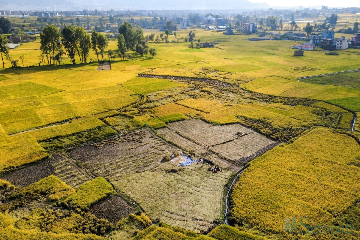 paddy-field-(5)-1792060670.jpg