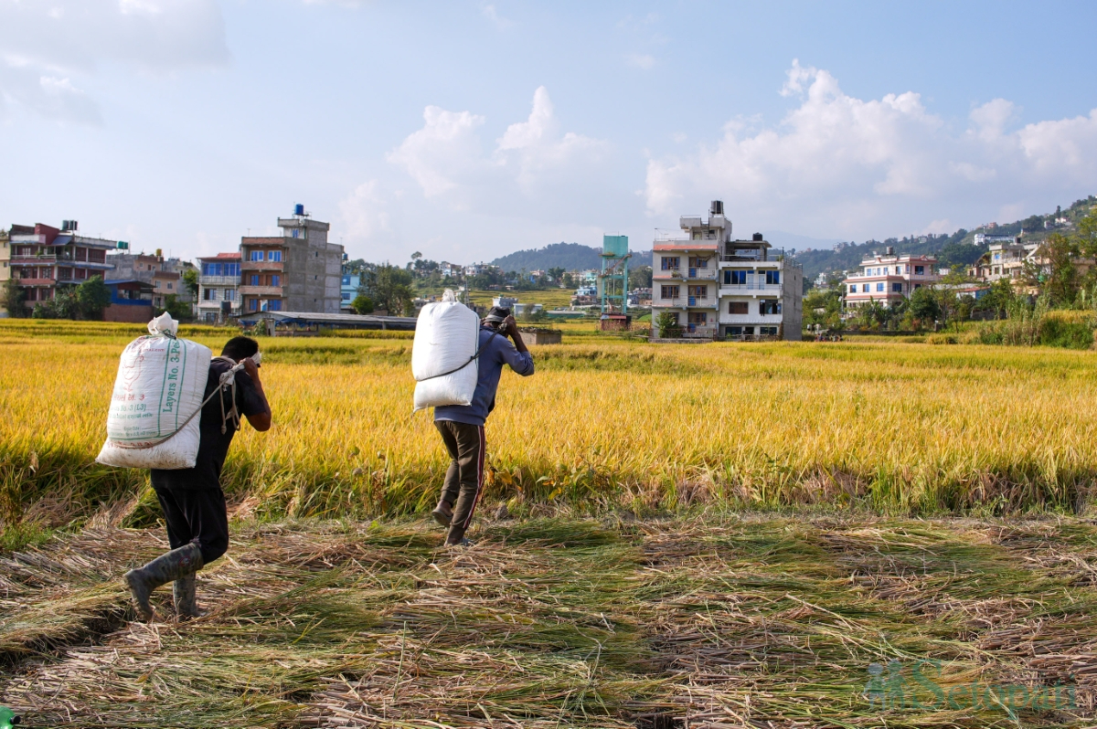 paddy-field-(7)-1792060671.jpg