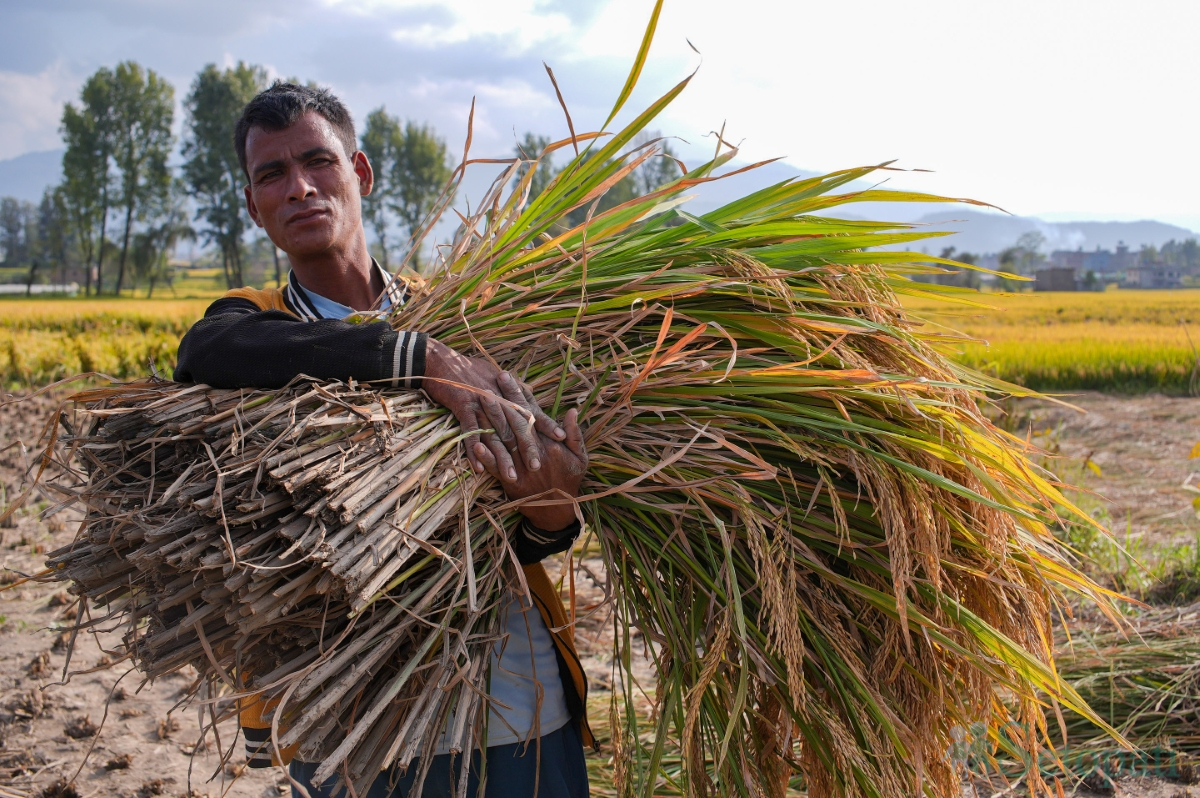 paddy-field-(8)-1792060671.jpg