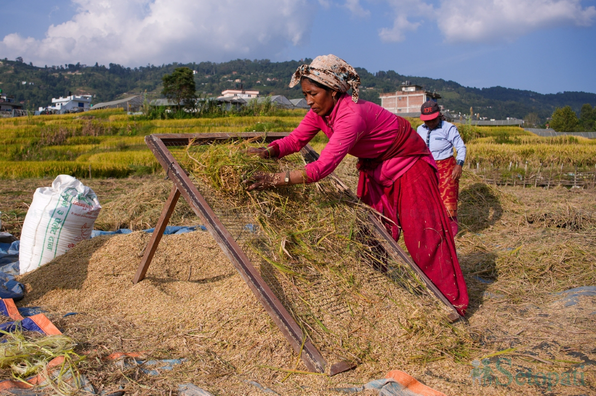 paddy-field-(9)-1792060671.jpg