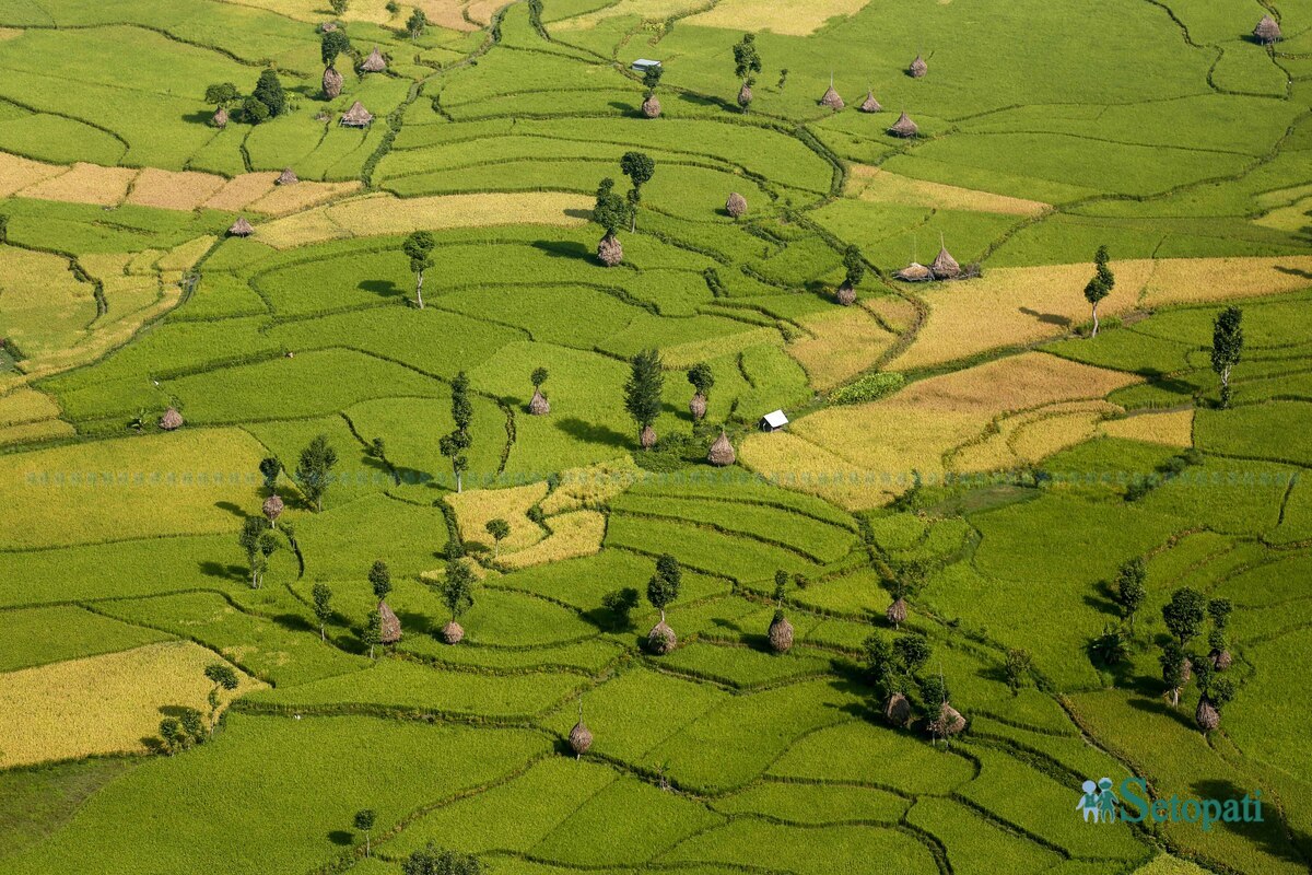 paddy-field10-1792483737.jpg