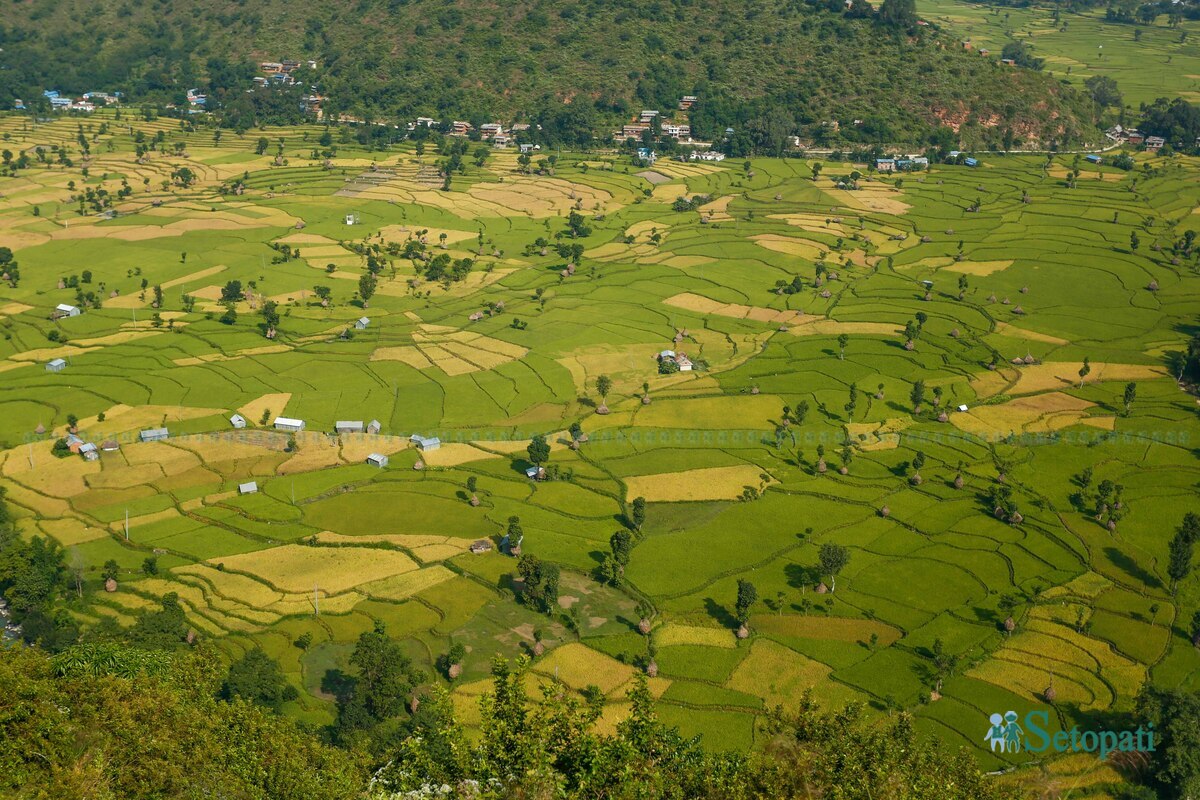 paddy-field11-1792483737.jpg