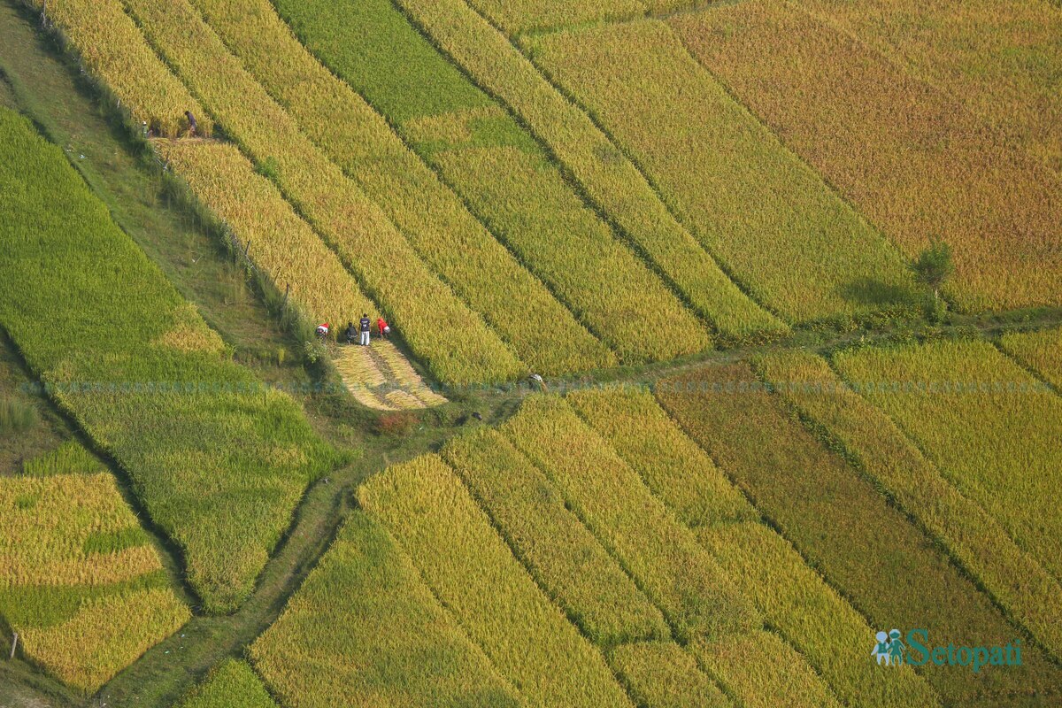 paddy-field12-1792483738.jpg