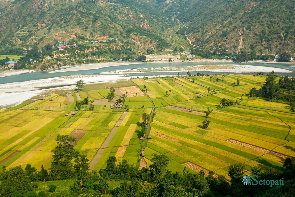 paddy-field13-1792483738.jpg