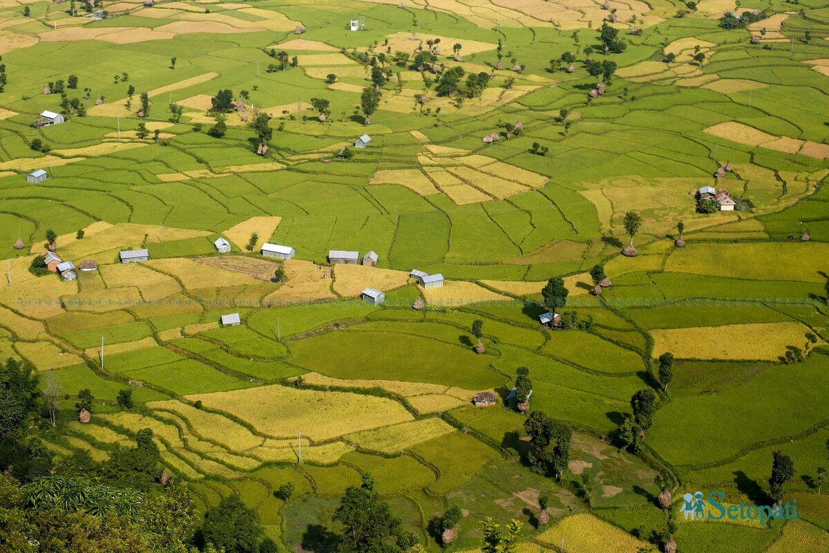 paddy-field14-1792483738.jpg