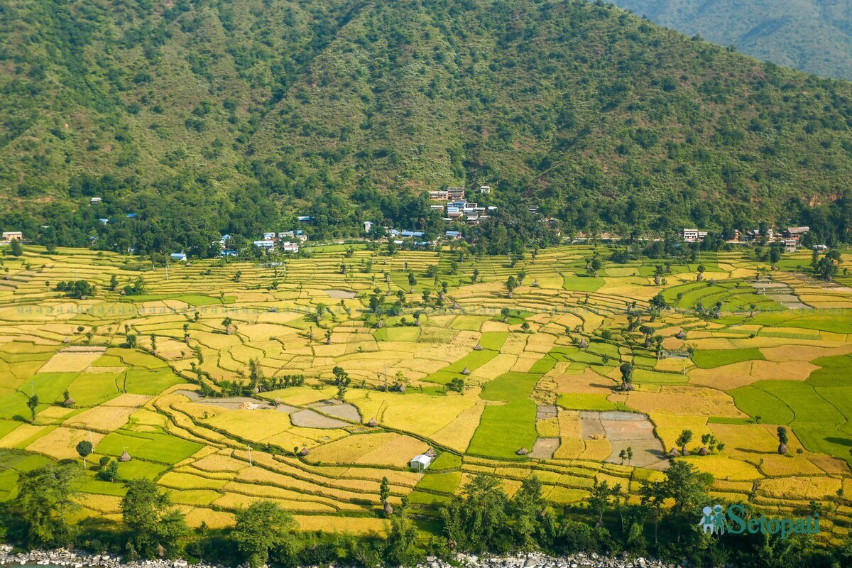 paddy-field15-1792483738.jpg