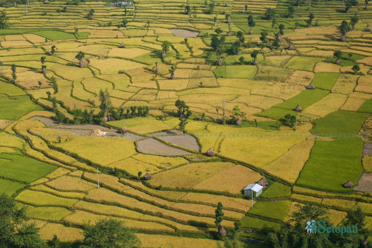 paddy-field2-1792483735.jpg