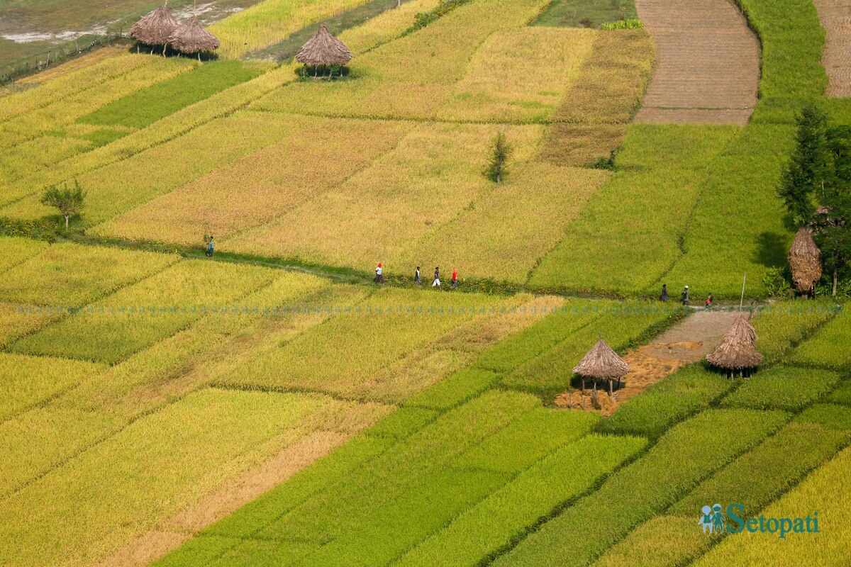 paddy-field3-1792483735.jpg
