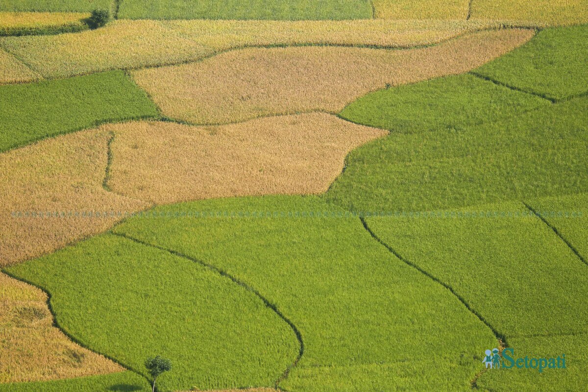 paddy-field4-1792483735.jpg