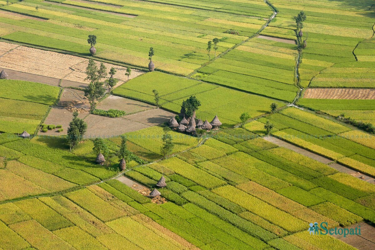 paddy-field5-1792483736.jpg